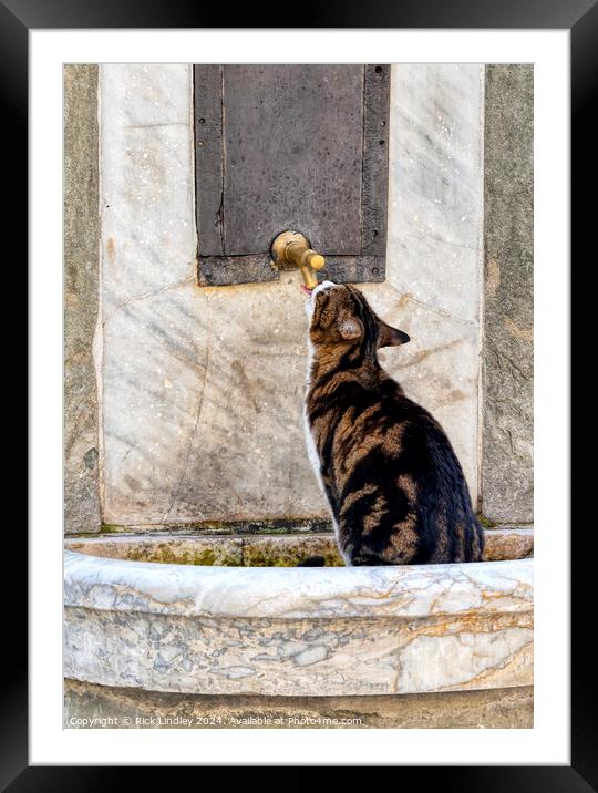 Thristy Cat Framed Mounted Print by Rick Lindley
