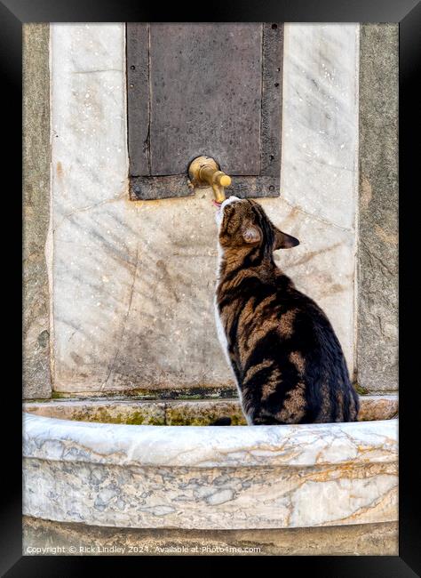 Thristy Cat Framed Print by Rick Lindley