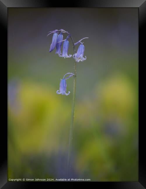 Bluebell flower  Framed Print by Simon Johnson