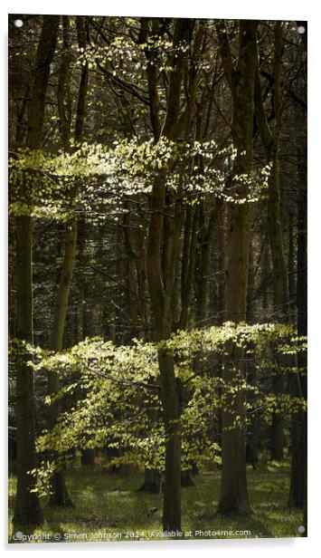 Sunlit Beech leaves  Acrylic by Simon Johnson