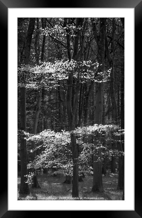 Sunlit beech woodland  Framed Mounted Print by Simon Johnson
