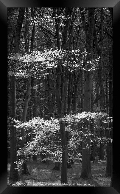 Sunlit beech woodland  Framed Print by Simon Johnson