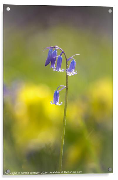 Sunlit Bluebell flower  Acrylic by Simon Johnson