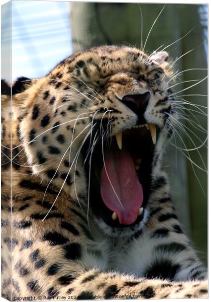 Leopards Yawn Canvas Print by Ray Putley