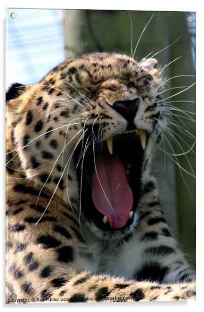 Leopards Yawn Acrylic by Ray Putley