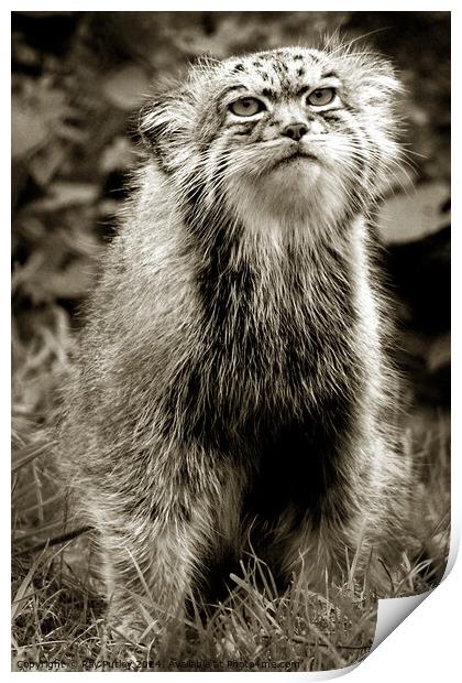Pallas Cat Print by Ray Putley