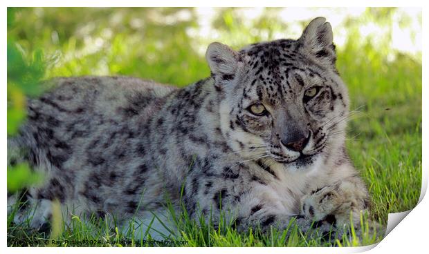 Snow Leopard Print by Ray Putley