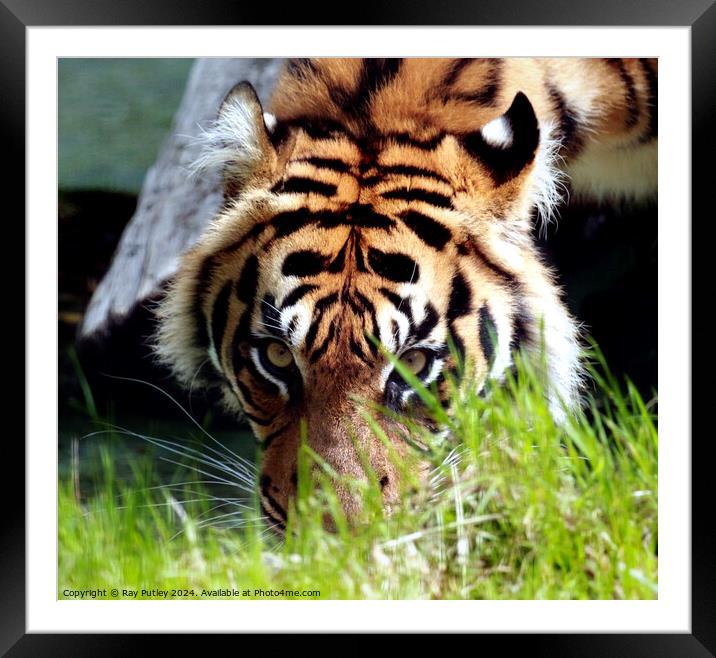 Tiger Framed Mounted Print by Ray Putley