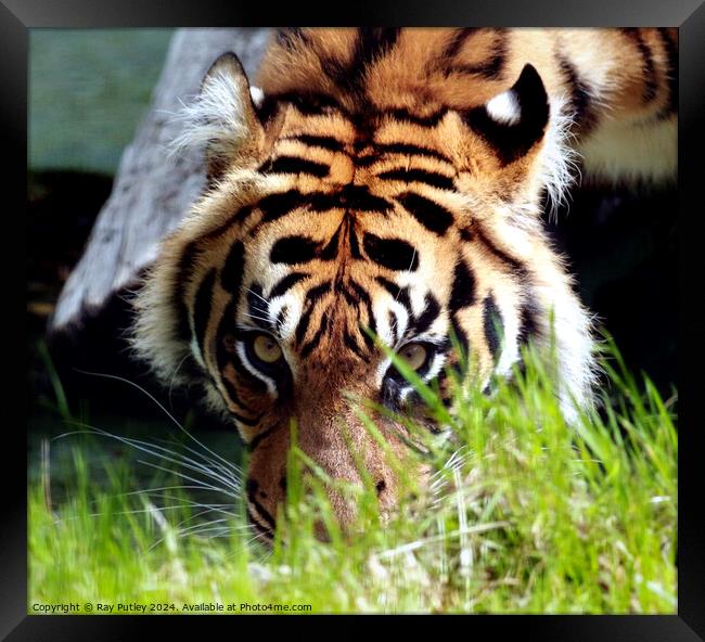 Tiger Framed Print by Ray Putley
