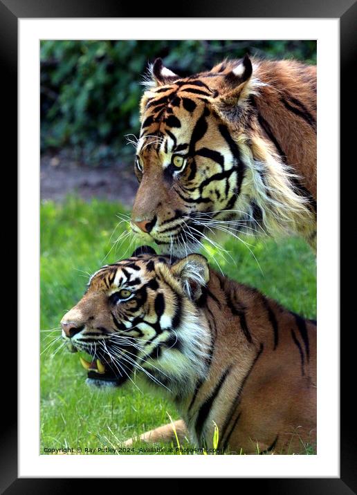 Tigers Framed Mounted Print by Ray Putley