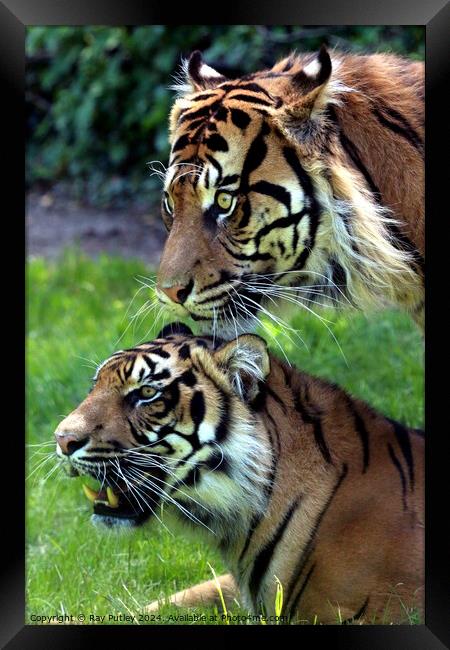 Tigers Framed Print by Ray Putley