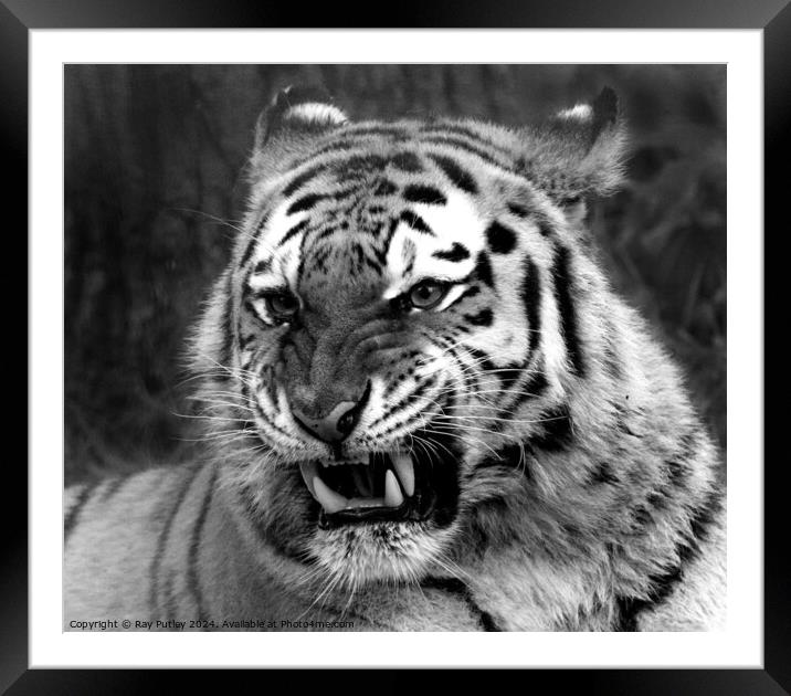 Tiger Framed Mounted Print by Ray Putley