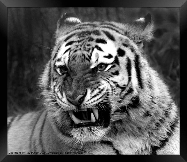 Tiger Framed Print by Ray Putley