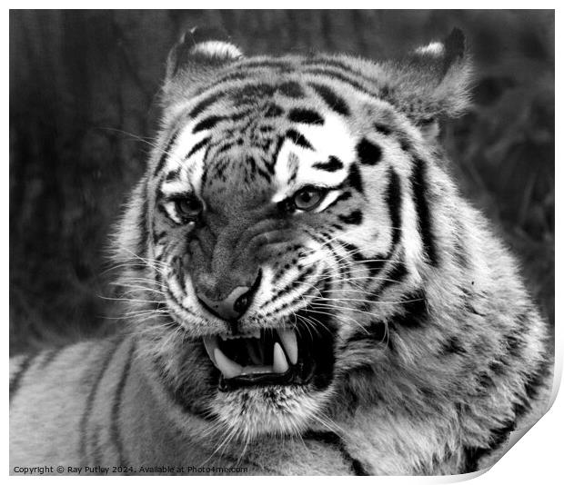 Tiger Print by Ray Putley