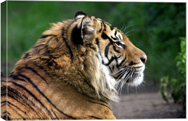 Tiger Canvas Print by Ray Putley