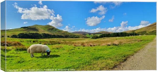 Sheep in a field in Scottish Mountains Canvas Print by Amy Smith