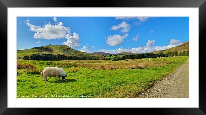 Sheep in a field in Scottish Mountains Framed Mounted Print by Amy Smith