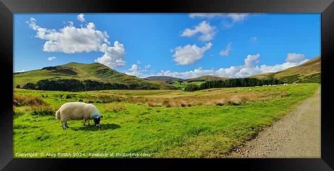 Sheep in a field in Scottish Mountains Framed Print by Amy Smith