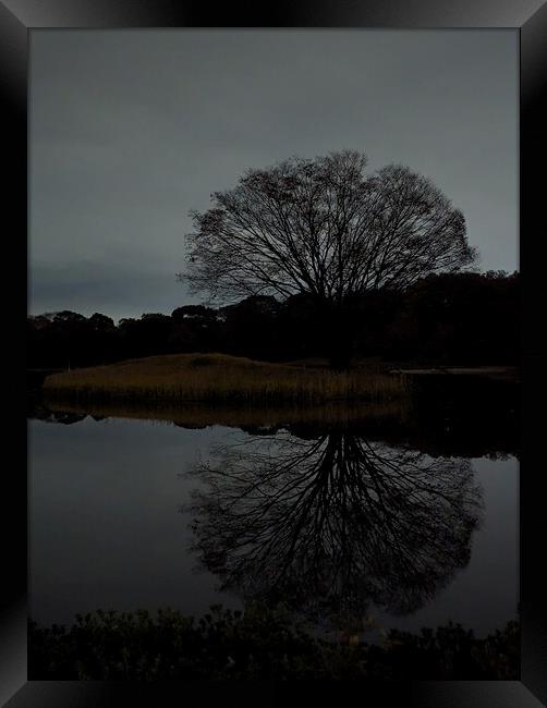 Night Tree Framed Print by Oliver Gagne
