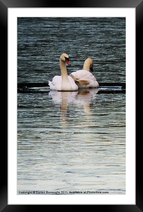 Swans Framed Mounted Print by Darren Burroughs
