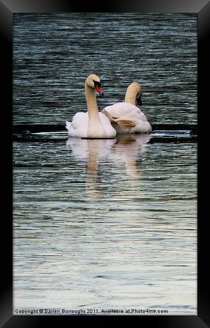 Swans Framed Print by Darren Burroughs