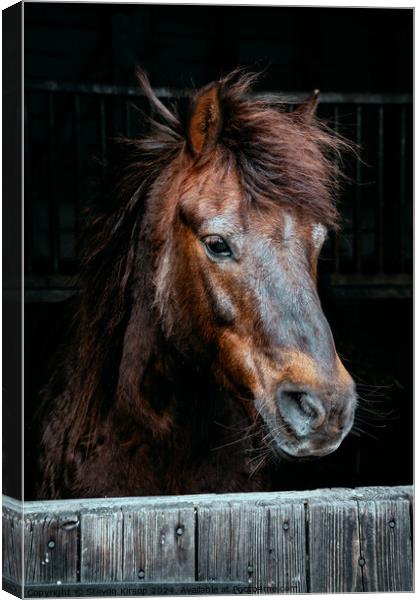 Brown Mare  Canvas Print by Steven Kirsop