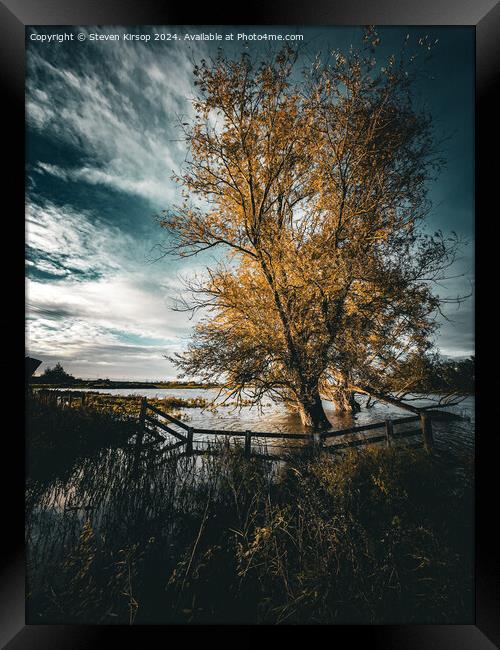 Light breaking through tree  Framed Print by Steven Kirsop
