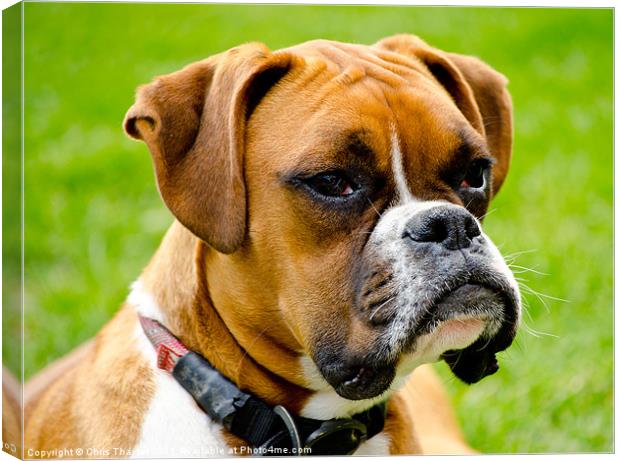 Sidney The Boxer Canvas Print by Chris Thaxter