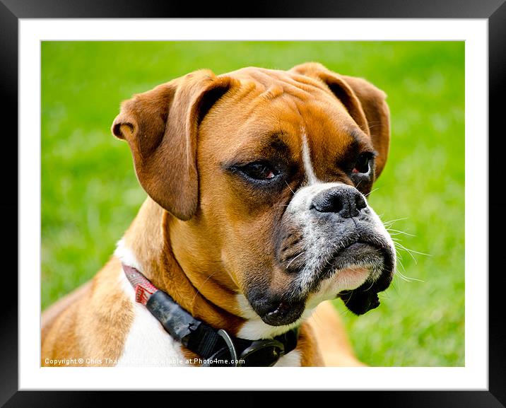 Sidney The Boxer Framed Mounted Print by Chris Thaxter