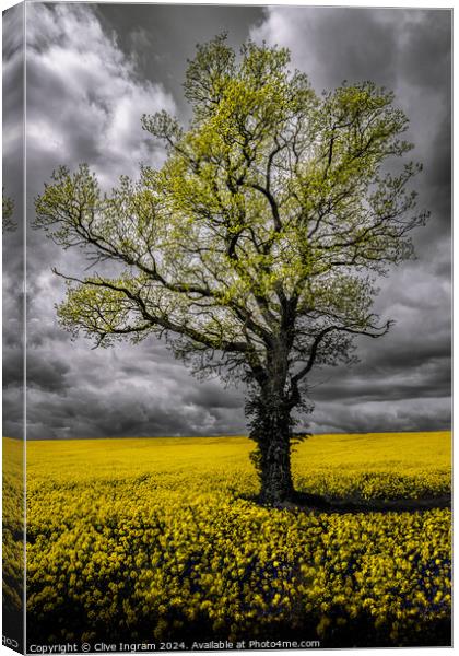 Alone in a field of gold Canvas Print by Clive Ingram