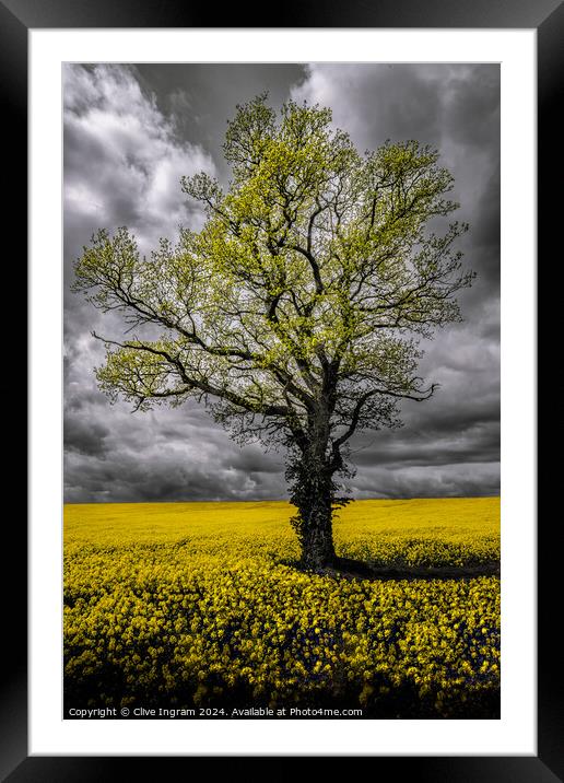 Alone in a field of gold Framed Mounted Print by Clive Ingram