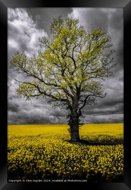 Alone in a field of gold Framed Print by Clive Ingram