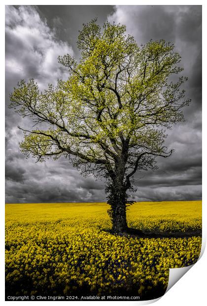 Alone in a field of gold Print by Clive Ingram