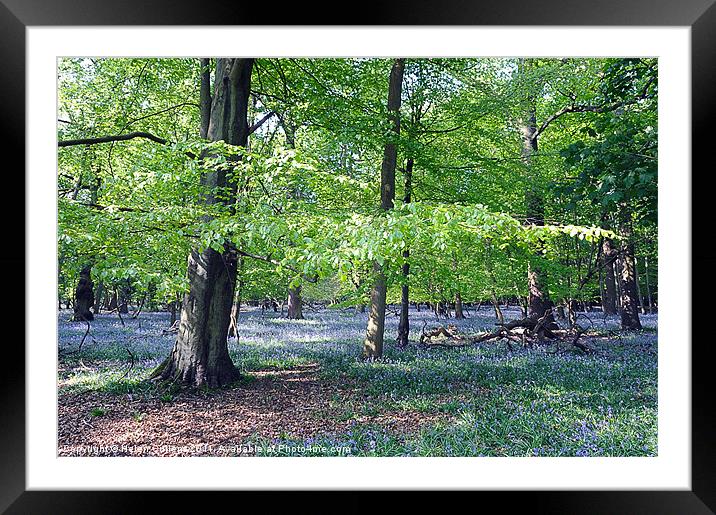 BLUEBELLS Framed Mounted Print by Helen Cullens