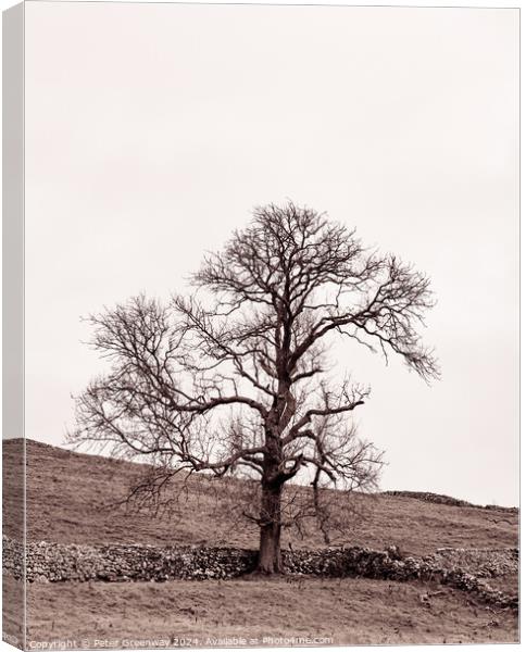 Lone Tree In The Countryside Around Malham Dale In The Yorkshire Canvas Print by Peter Greenway
