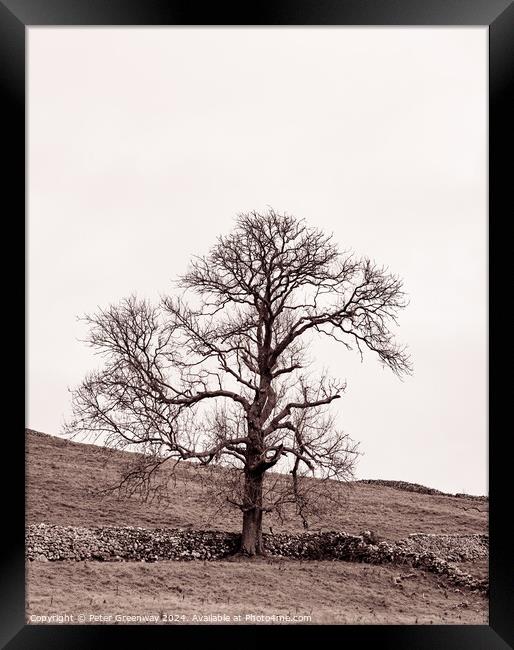 Lone Tree In The Countryside Around Malham Dale In The Yorkshire Framed Print by Peter Greenway