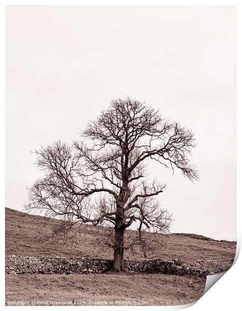 Lone Tree In The Countryside Around Malham Dale In The Yorkshire Print by Peter Greenway
