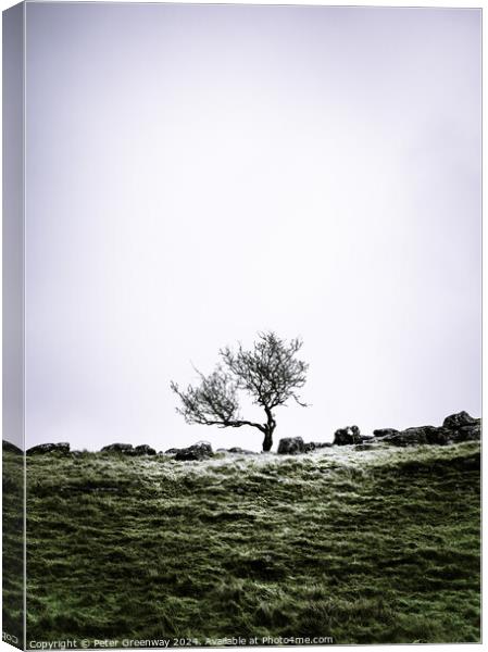 Lone Tree In The Countryside Around Malham Dale In The Yorkshire Canvas Print by Peter Greenway