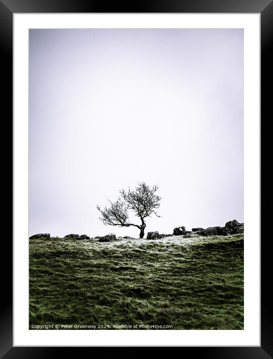 Lone Tree In The Countryside Around Malham Dale In The Yorkshire Framed Mounted Print by Peter Greenway