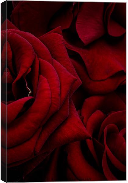 Red Roses Canvas Print by Ann Garrett