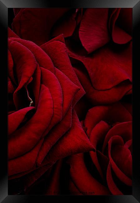 Red Roses Framed Print by Ann Garrett