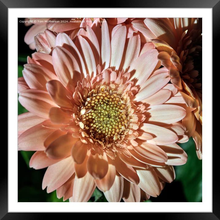 African Daisy Framed Mounted Print by Tom McPherson