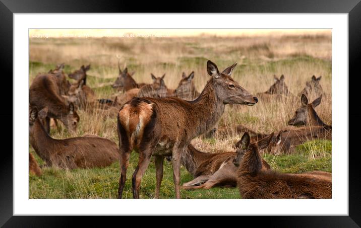 A herd of animals standing on top of a grass covered field Framed Mounted Print by Adrian Smyth