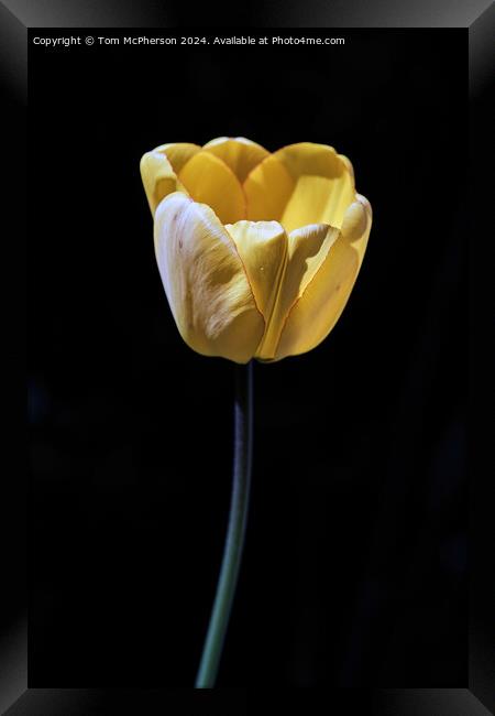 Tulip Framed Print by Tom McPherson