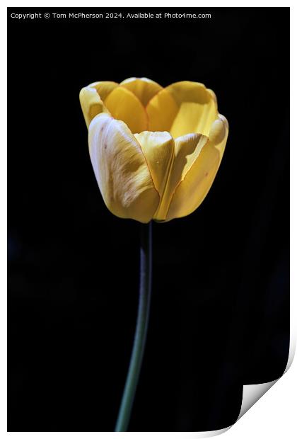 Tulip Print by Tom McPherson