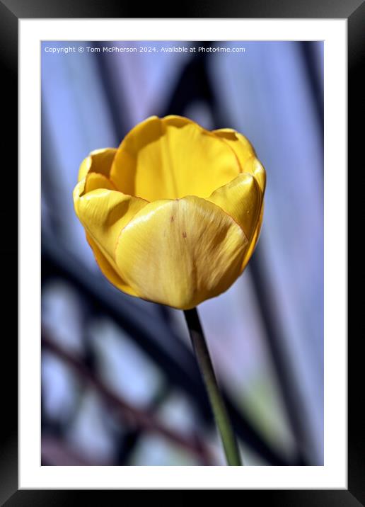 Yellow Tulip Framed Mounted Print by Tom McPherson