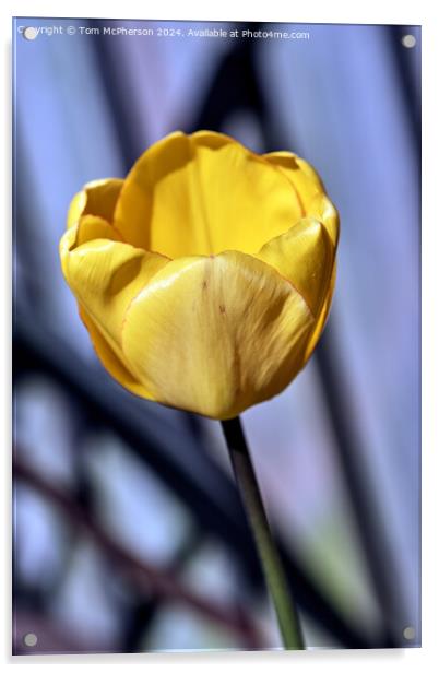Yellow Tulip Acrylic by Tom McPherson