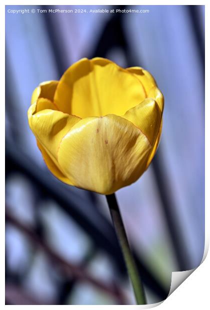Yellow Tulip Print by Tom McPherson