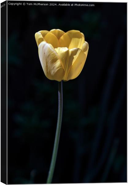 Yellow Tulip Canvas Print by Tom McPherson