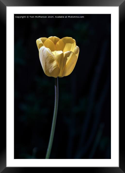 Yellow Tulip Framed Mounted Print by Tom McPherson